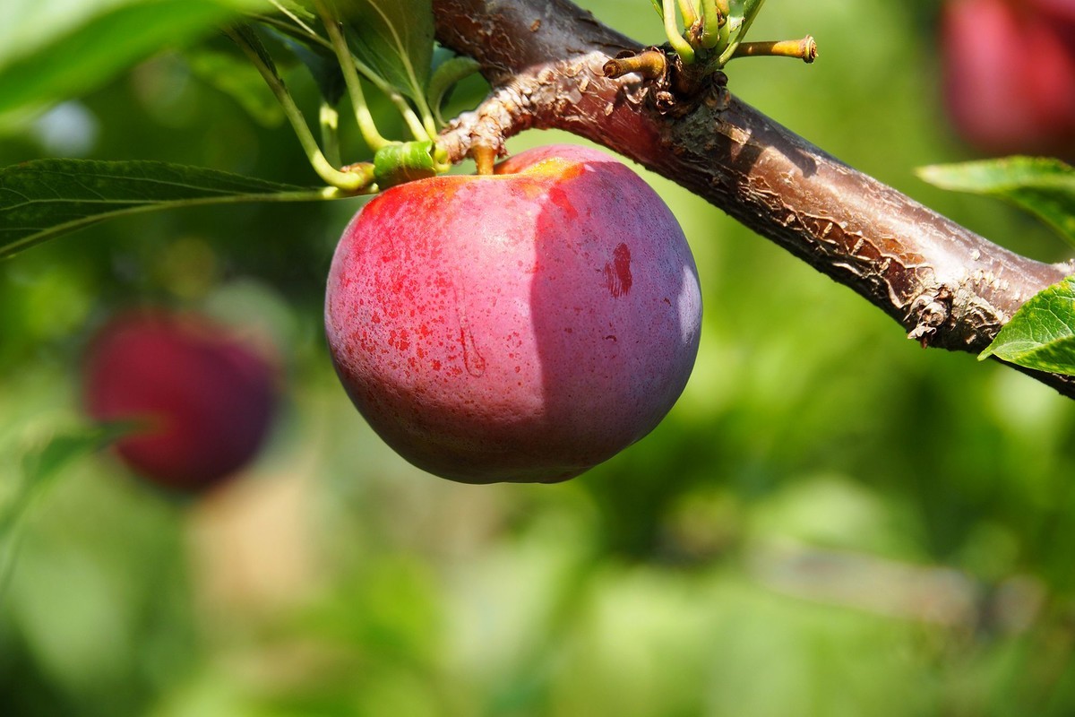 果园的花果（2）