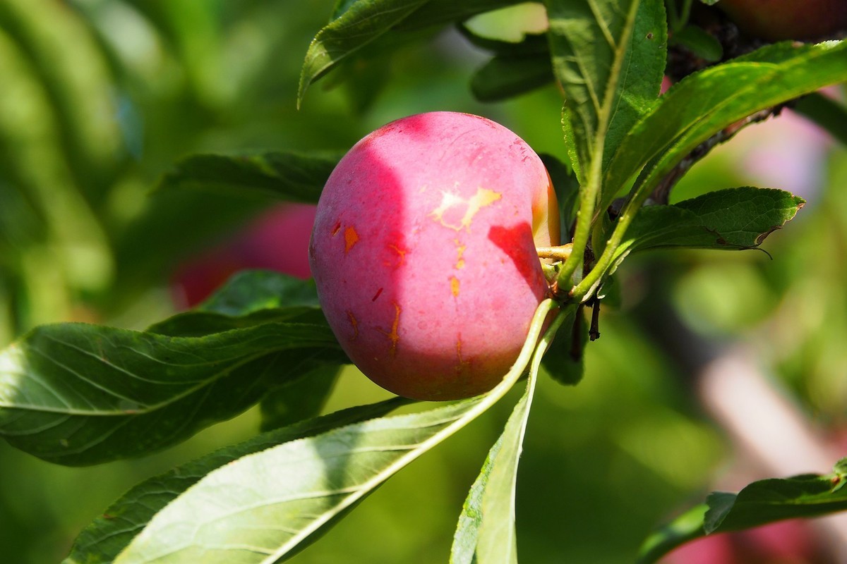 果园的花果（2）