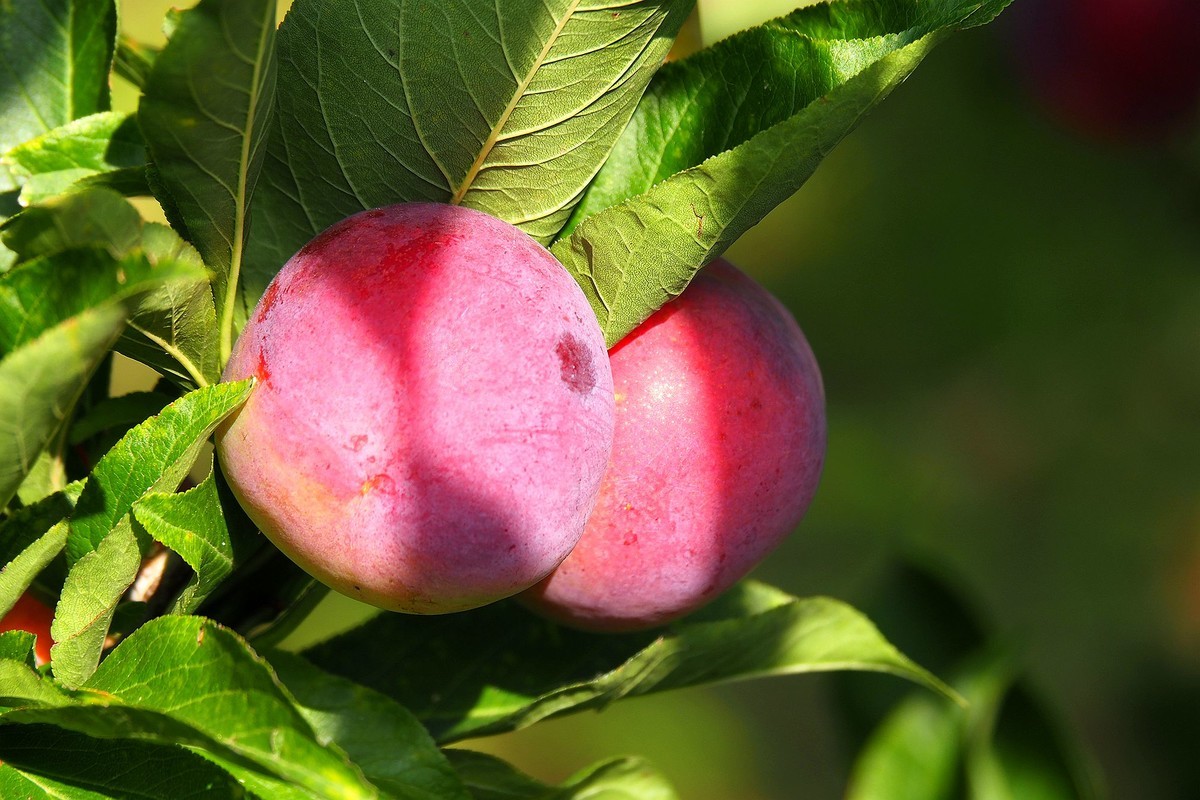 果园的花果（2）