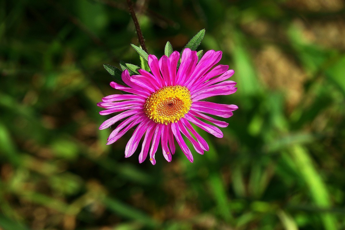 果园的花果（2）