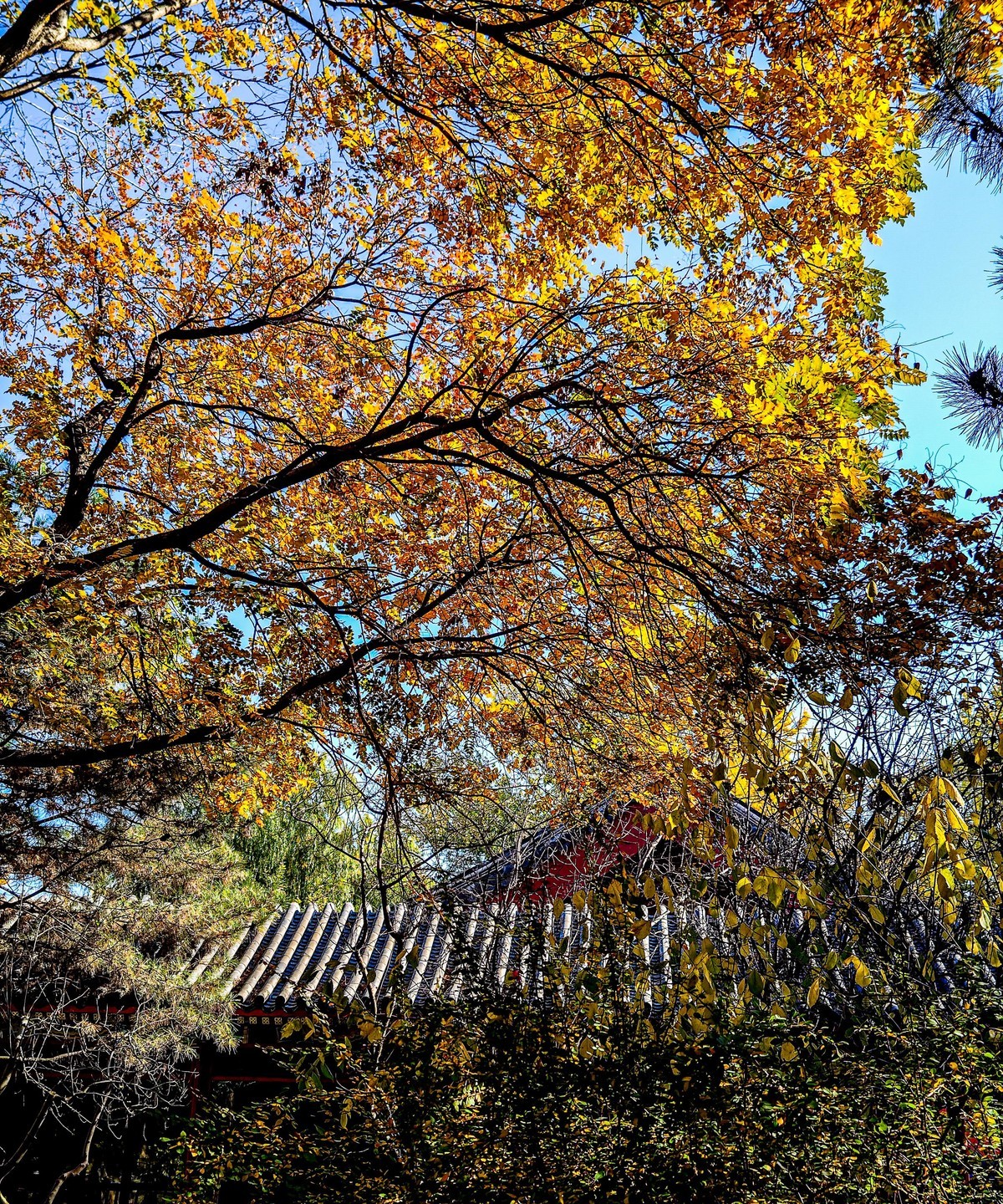 手机游拍20241105《27》