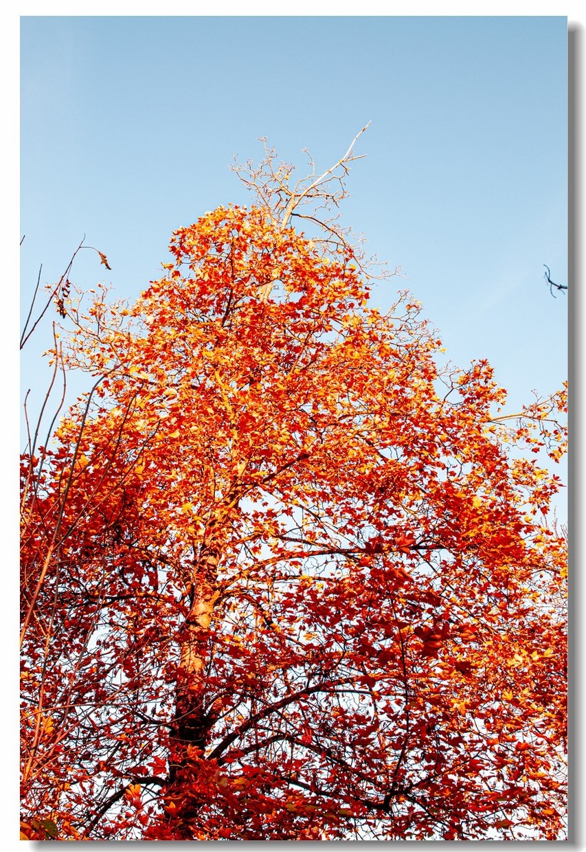 赤色深秋（南德）