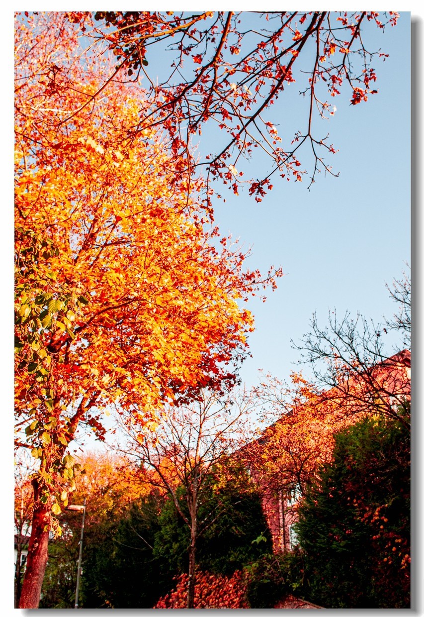 赤色深秋（南德）