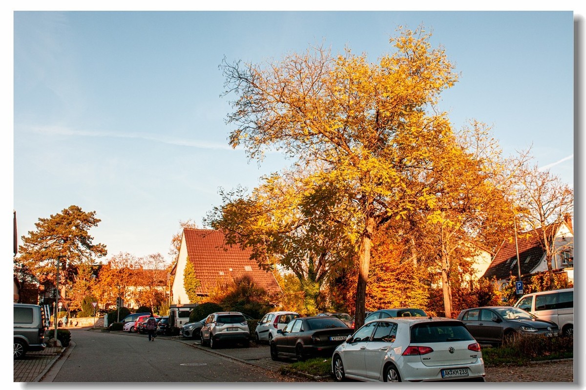 赤色深秋（南德）