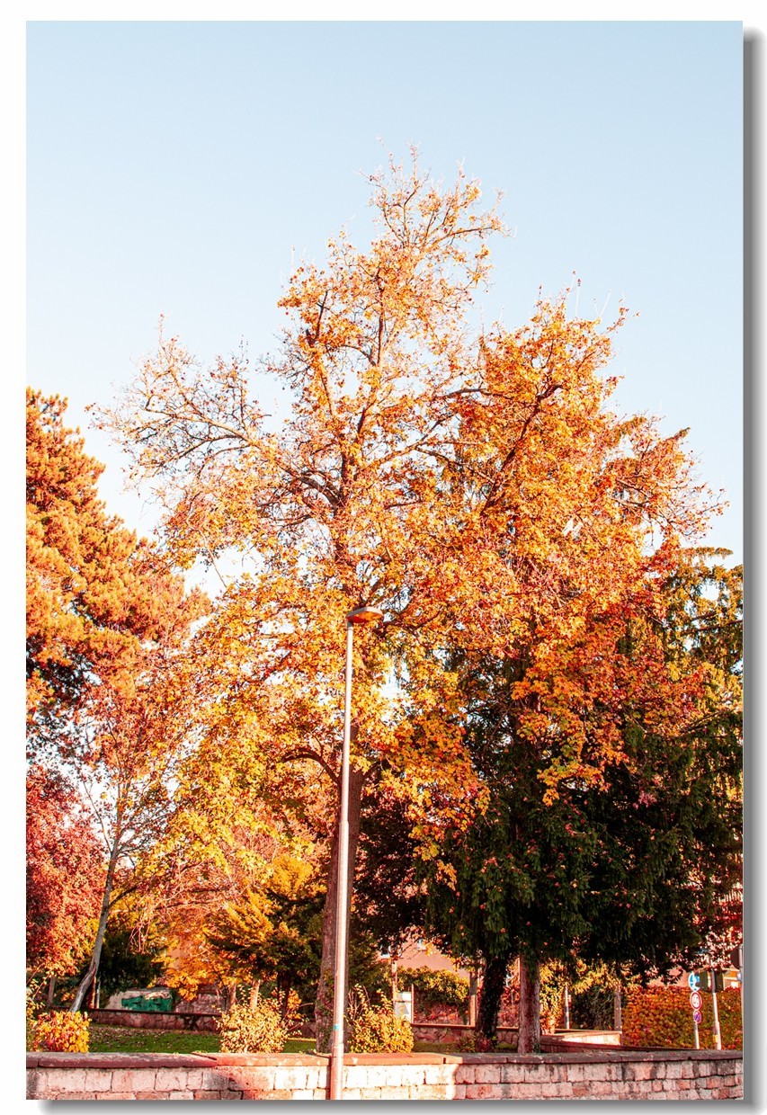 赤色深秋（南德）