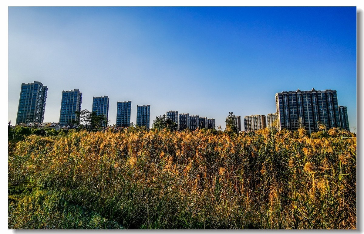 小区绿野（上海南翔）