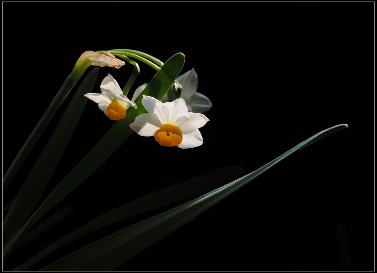 花卉练习（水仙花）