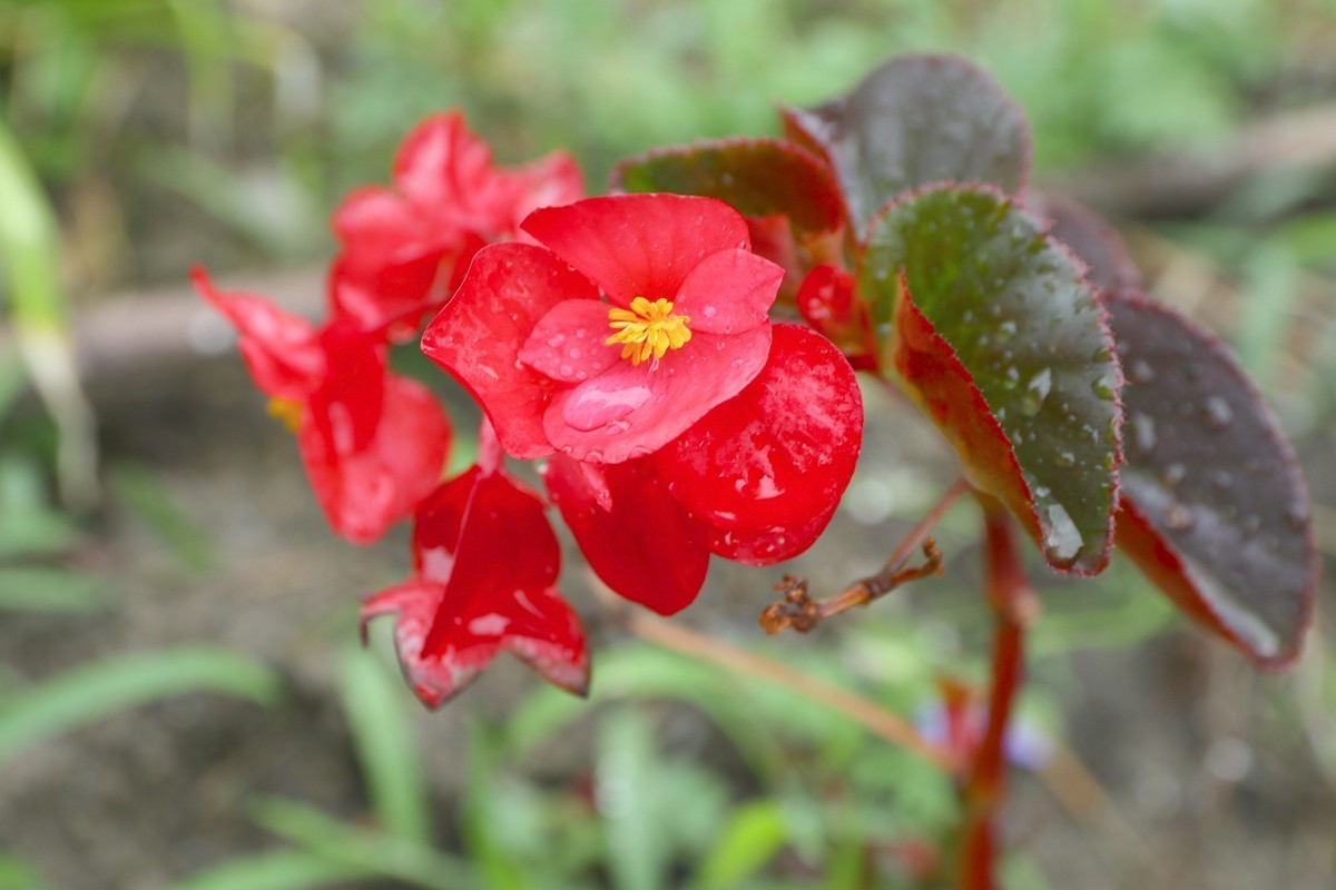 武隆赵家乡 避暑纳凉 （一）