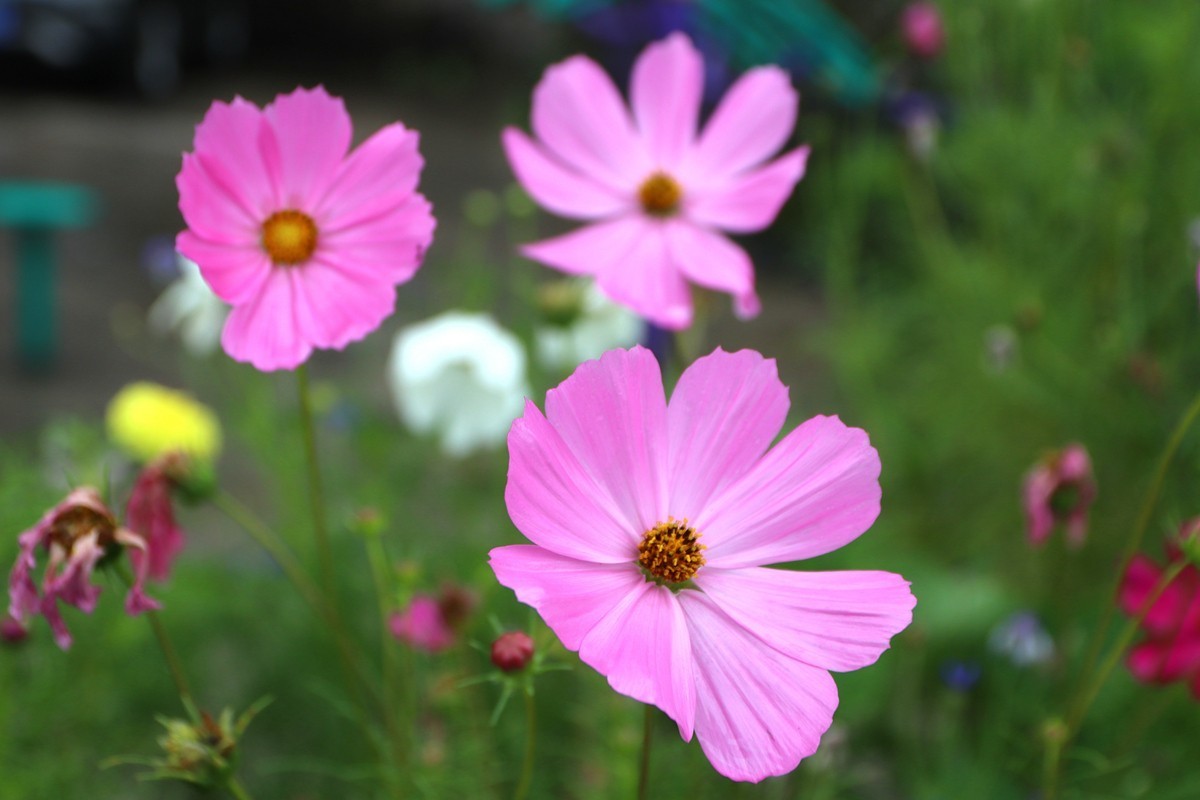 武隆赵家乡 避暑纳凉 （一）