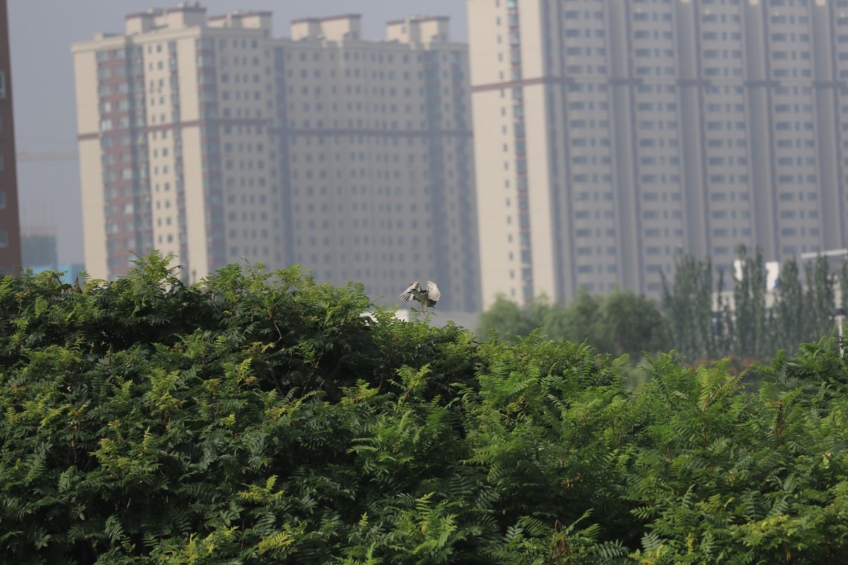 湿地公园散步随拍