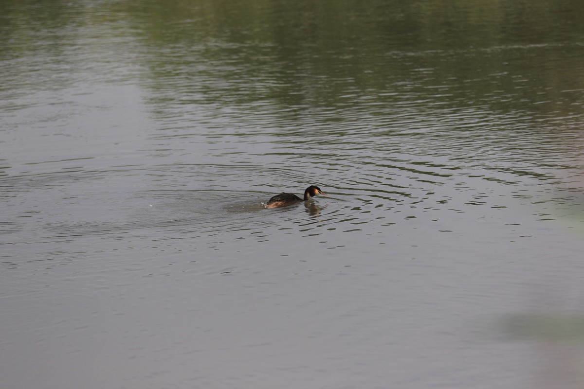 湿地公园散步随拍