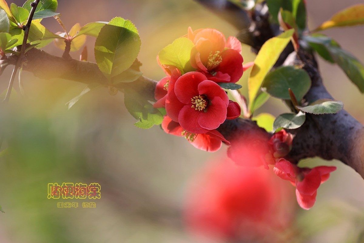 贴梗海棠 14【2023-0118】