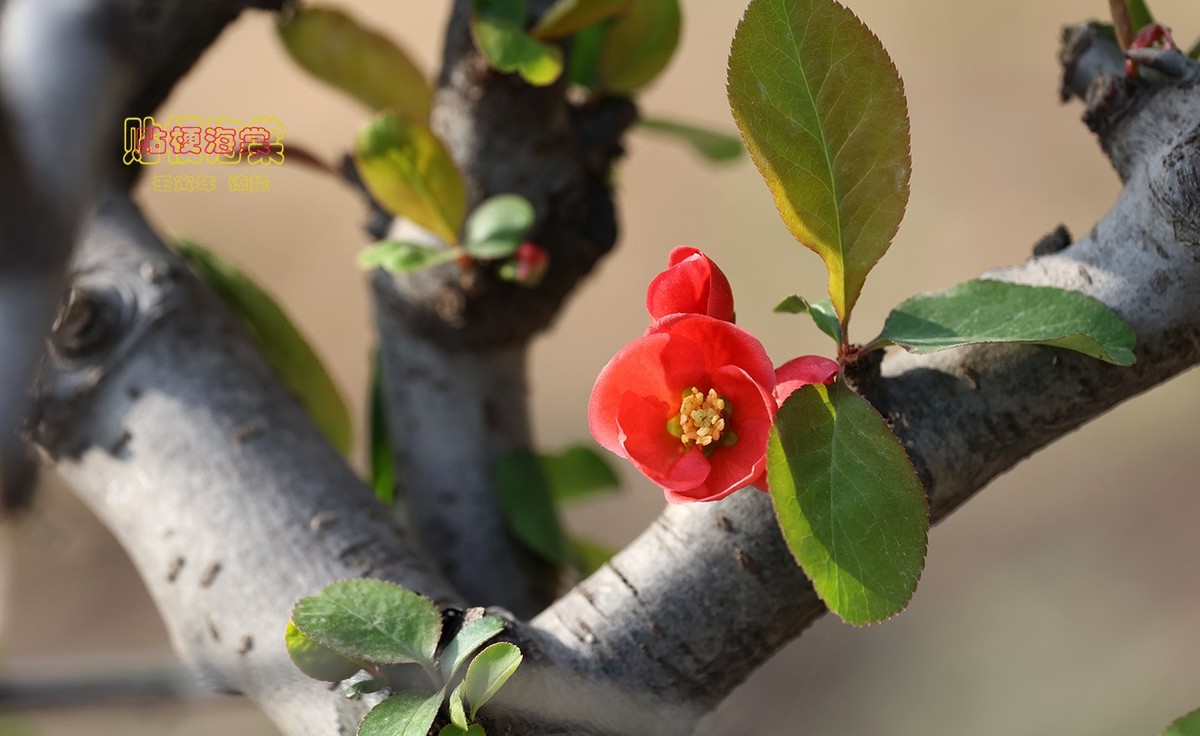 贴梗海棠 14【2023-0118】