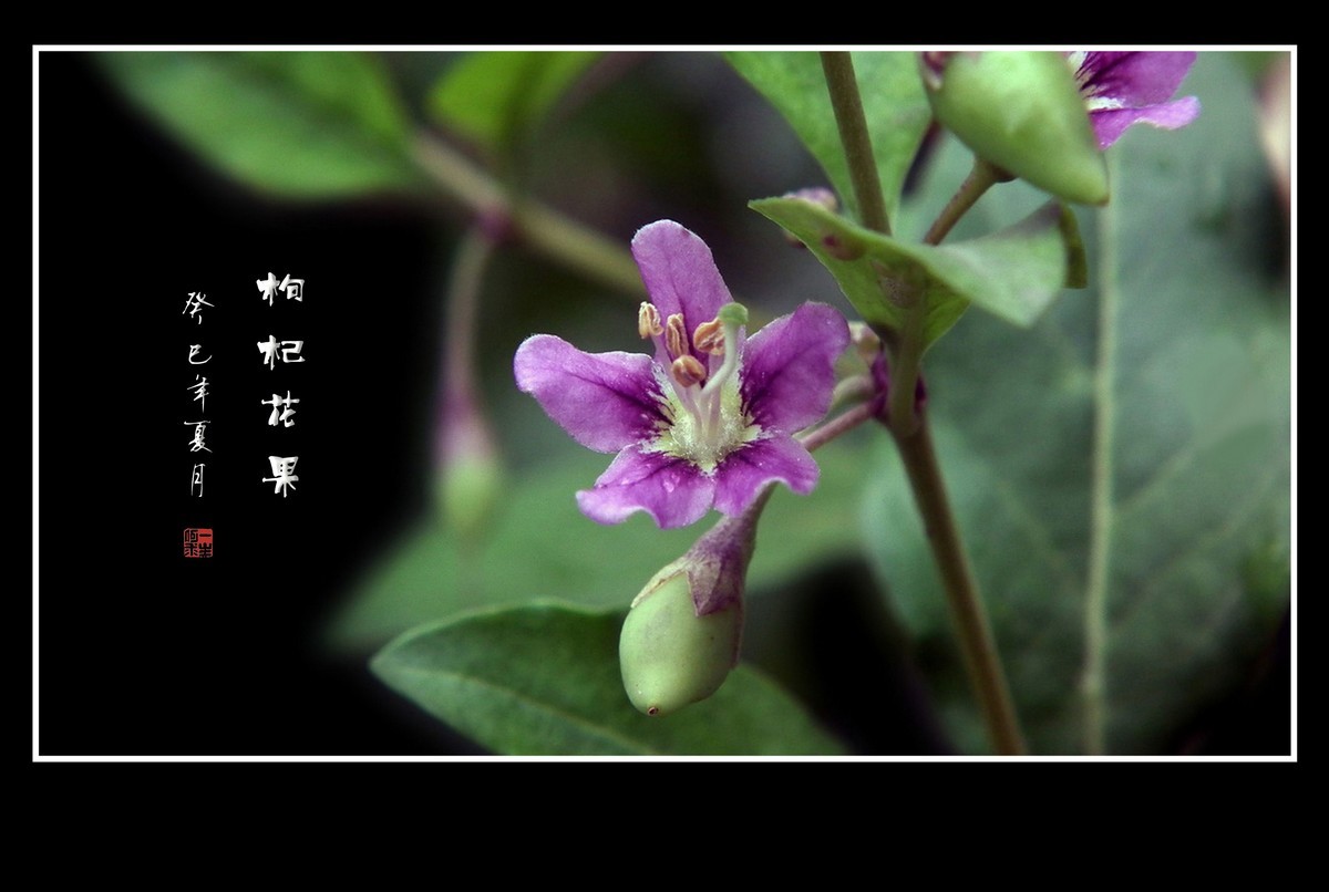 漂亮的小花艳丽的果-枸杞花果