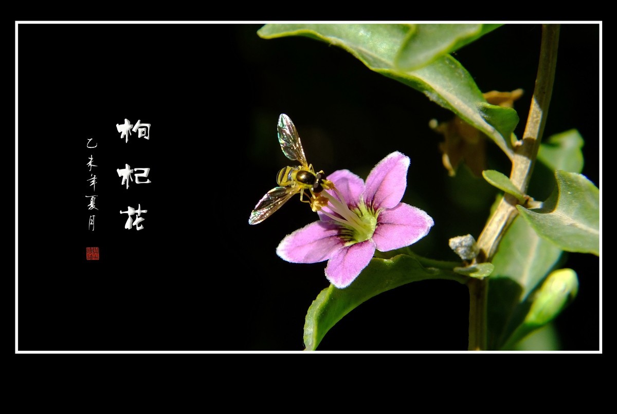 漂亮的小花艳丽的果-枸杞花果