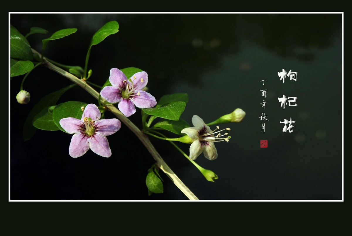 漂亮的小花艳丽的果-枸杞花果