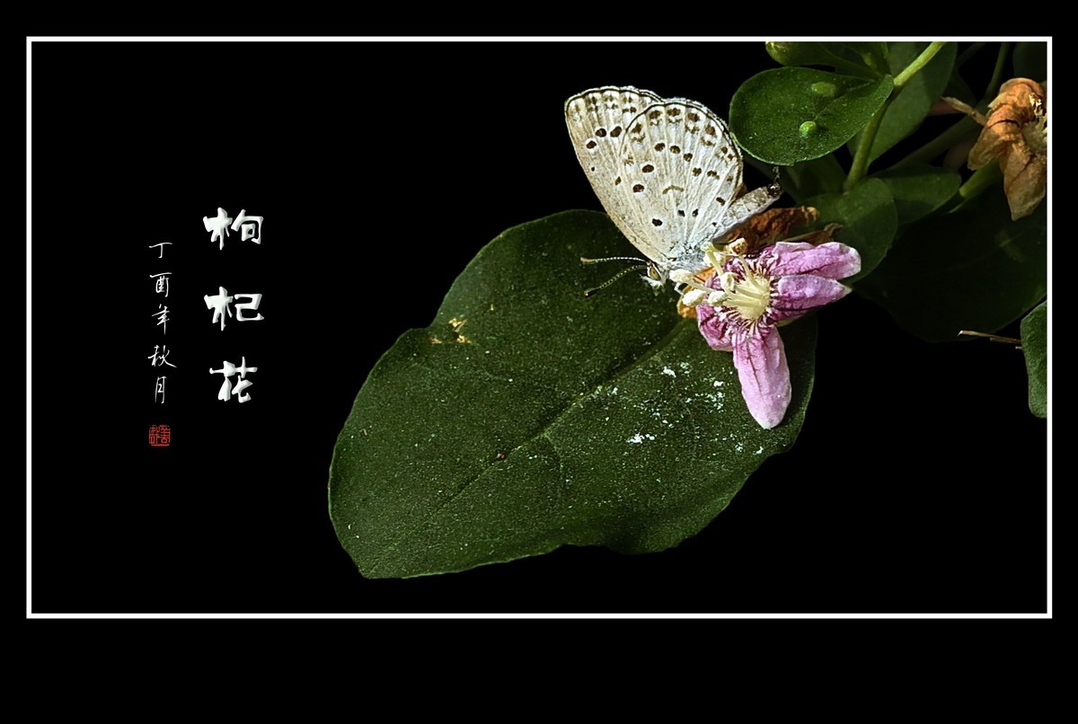 漂亮的小花艳丽的果-枸杞花果