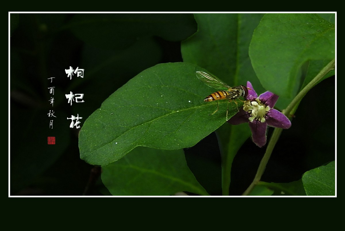 漂亮的小花艳丽的果-枸杞花果