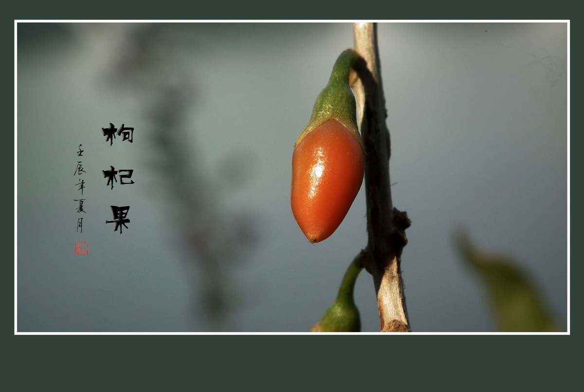 漂亮的小花艳丽的果-枸杞花果