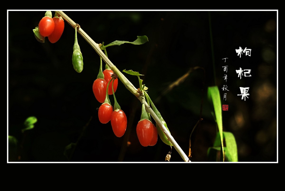 漂亮的小花艳丽的果-枸杞花果