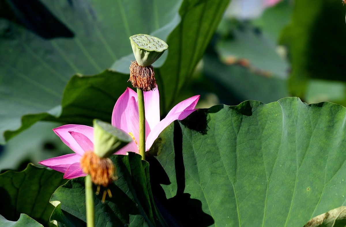 尼克尔70/200镜头习拍荷花