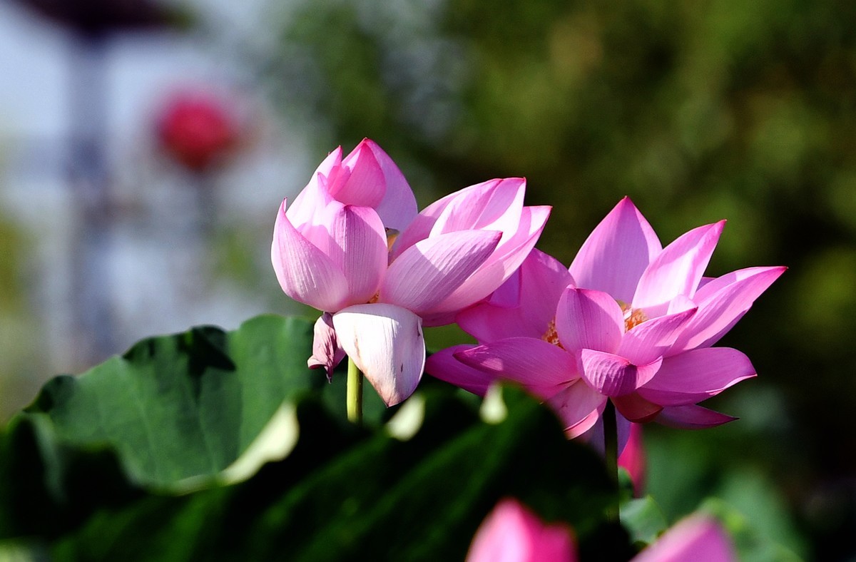 尼克尔70/200镜头习拍荷花