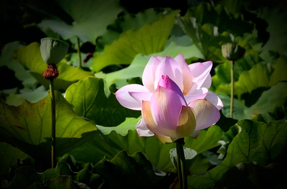 尼克尔70/200镜头习拍荷花