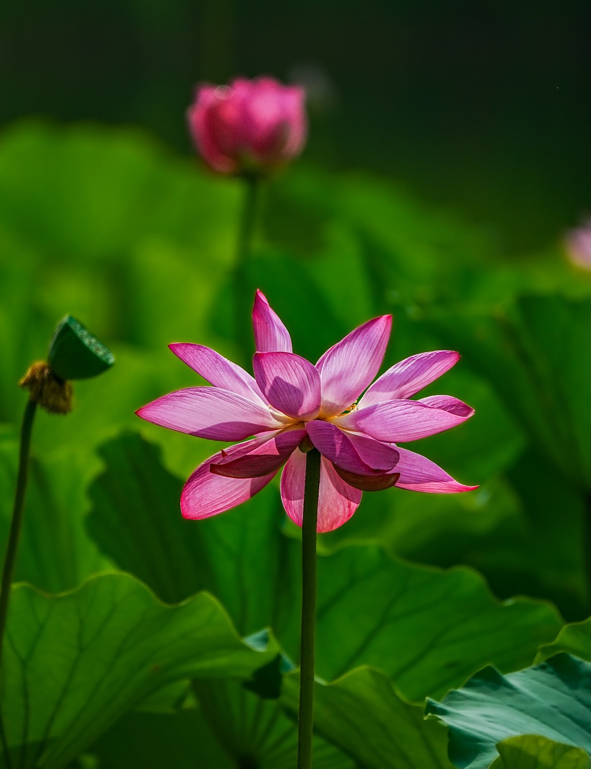 夏日玉渊潭20240630 《20》