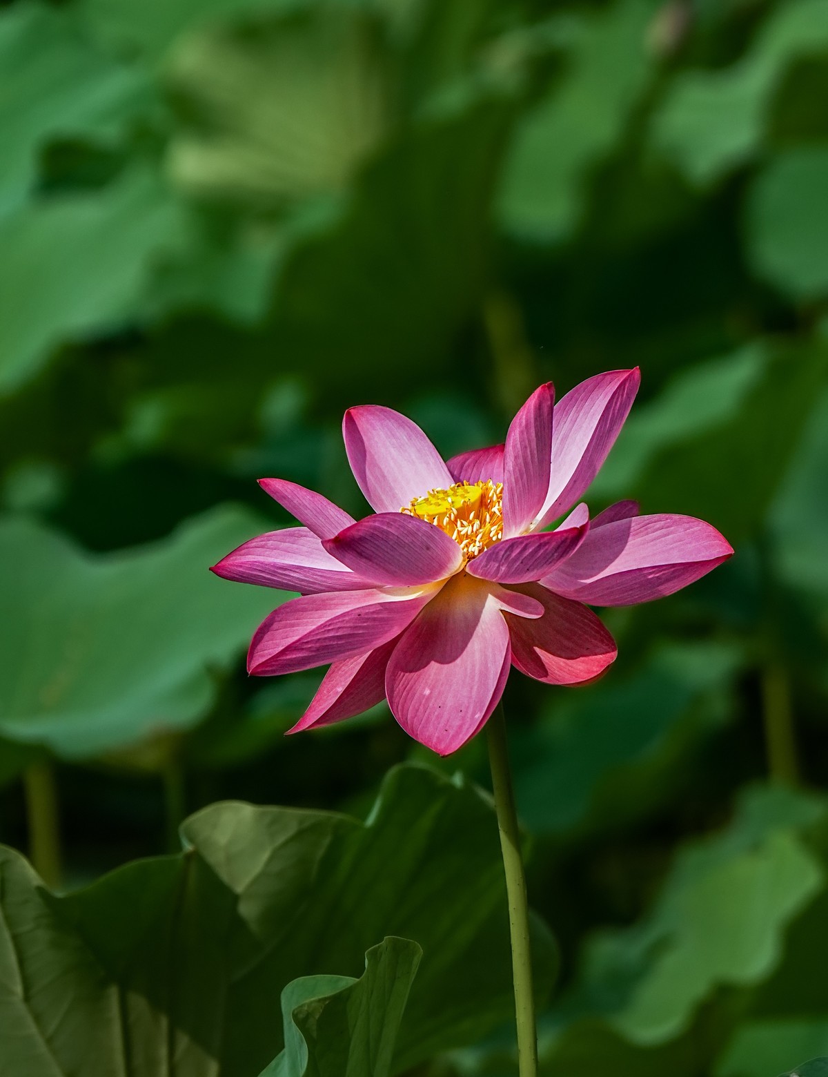 夏日玉渊潭20240630 《20》