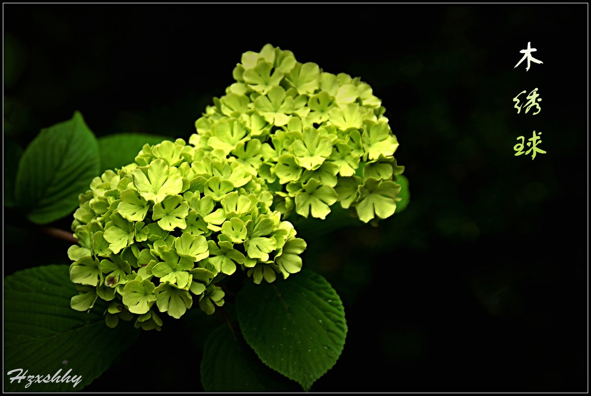 木绣球（2024226）
