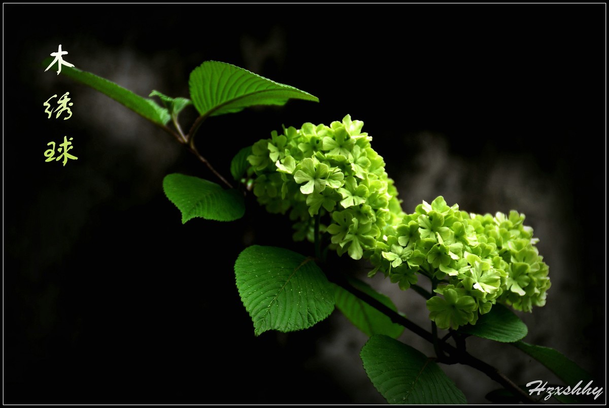 木绣球（2024226）