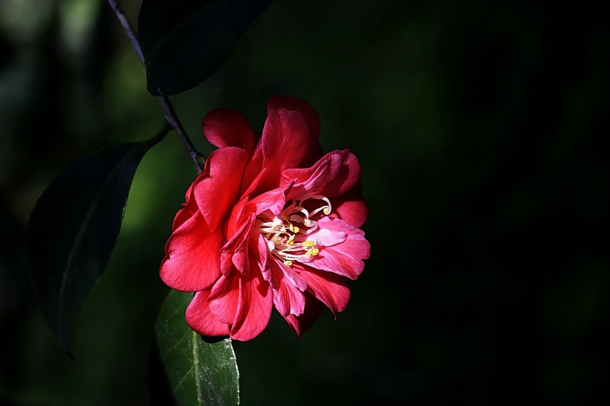 红茶花