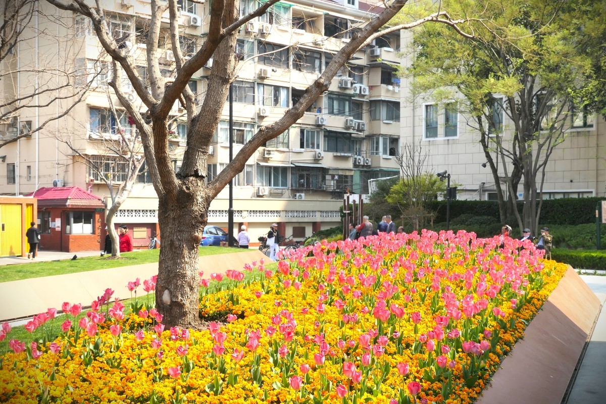 【乐山新春】——摄于上海乐山新村