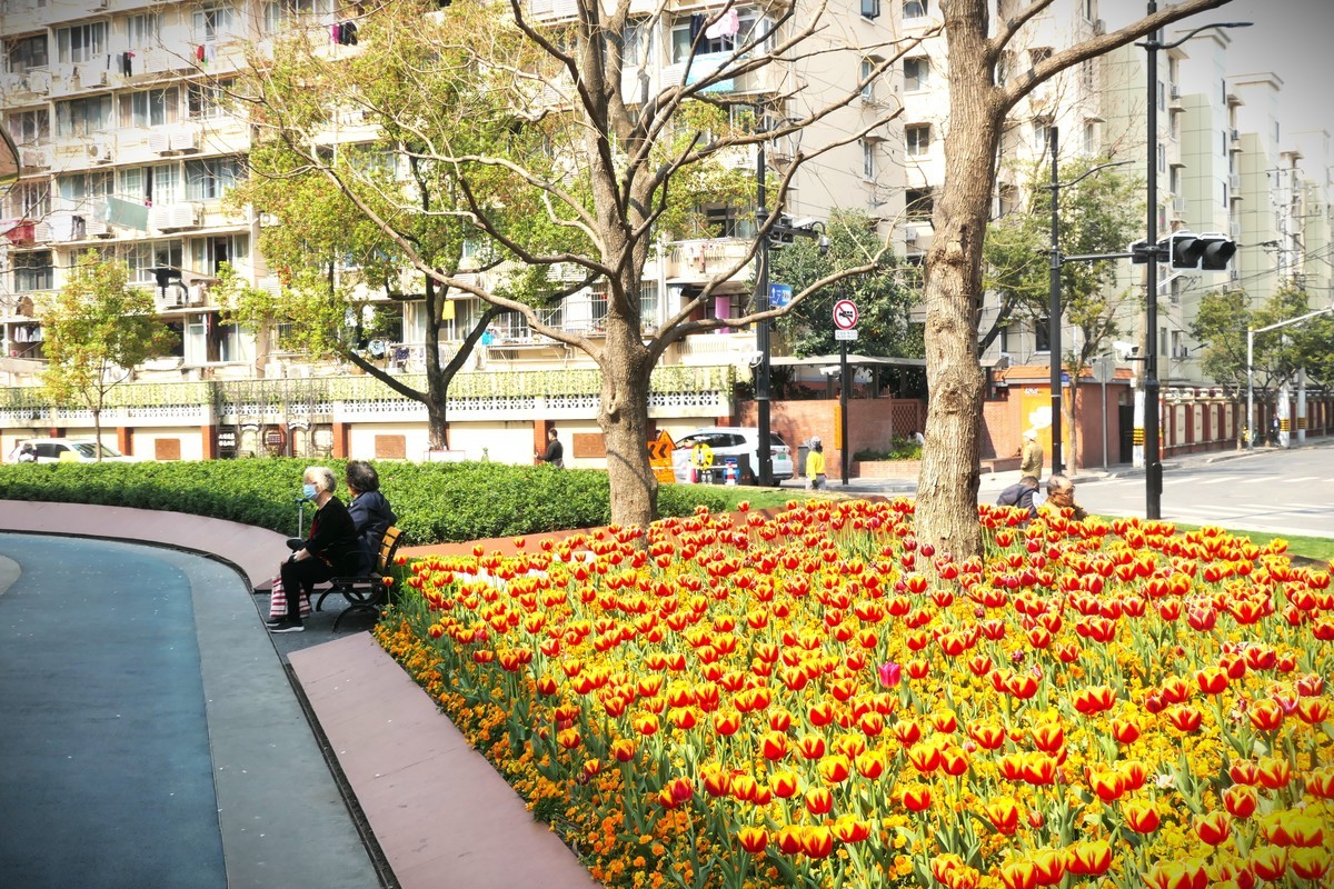 【乐山新春】——摄于上海乐山新村