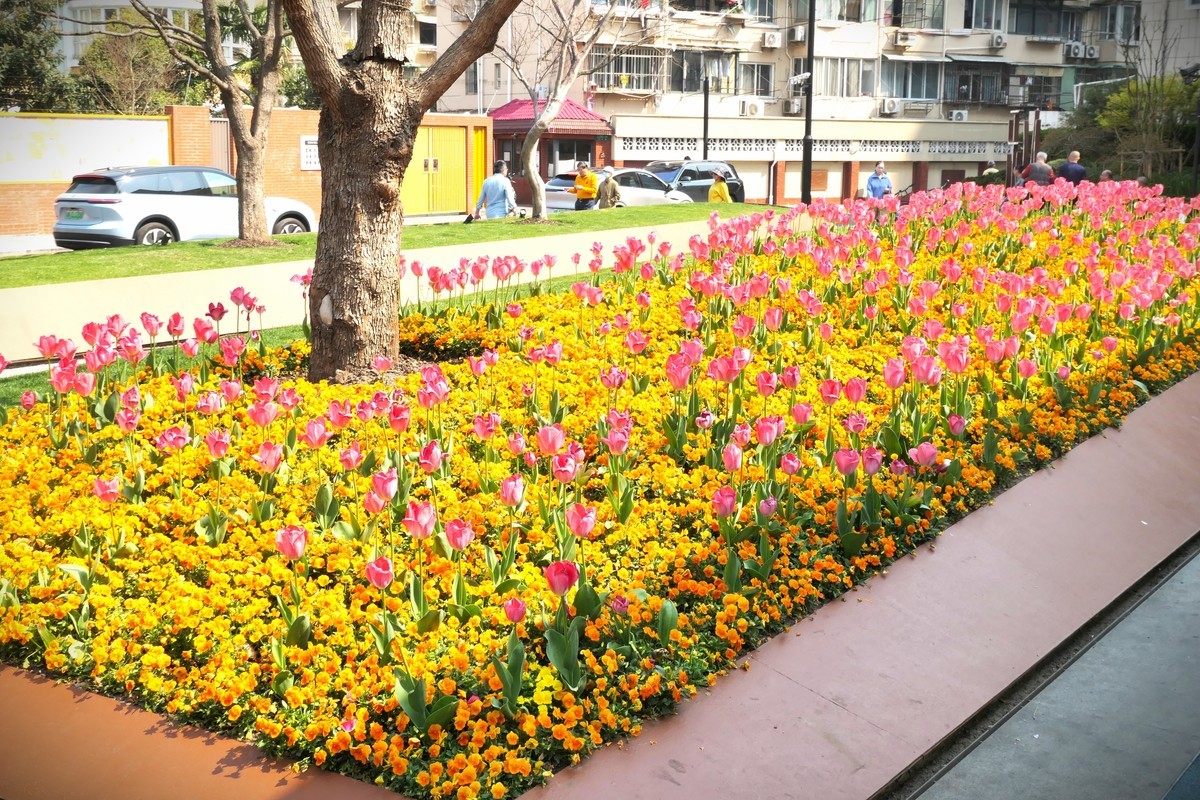 【乐山新春】——摄于上海乐山新村