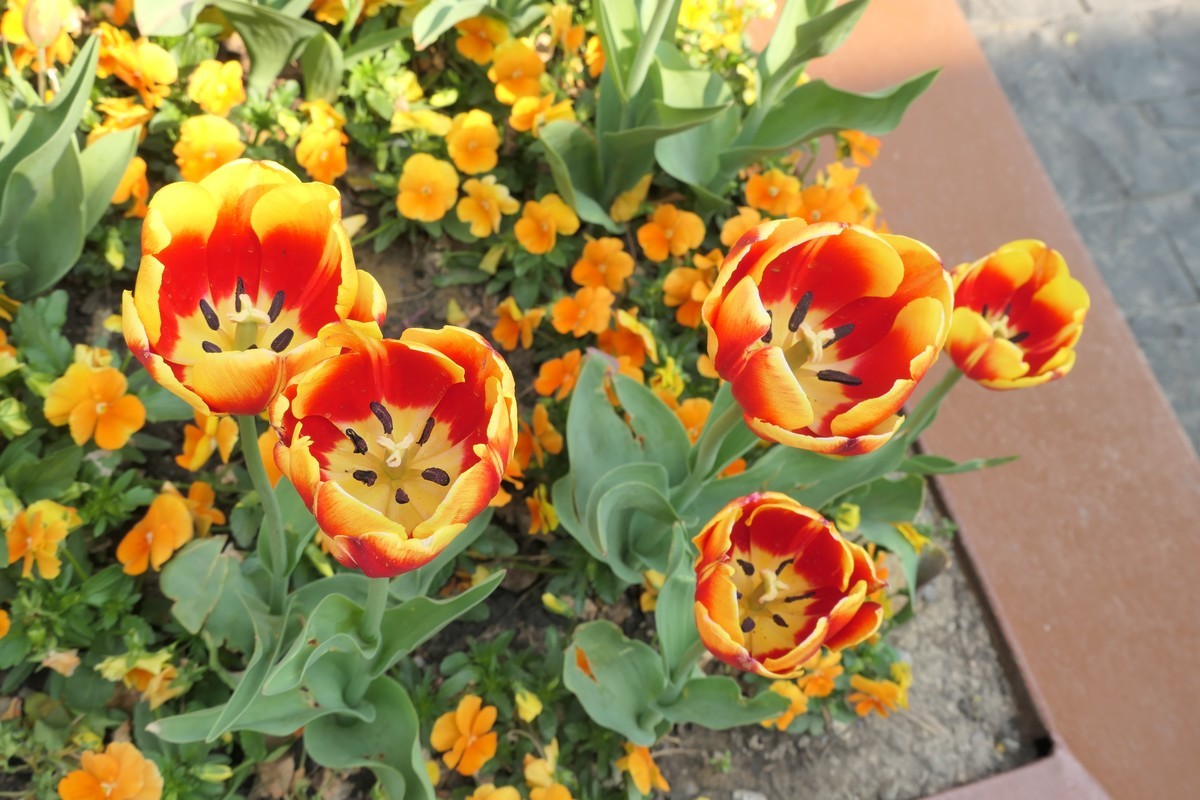 【乐山新春】——摄于上海乐山新村