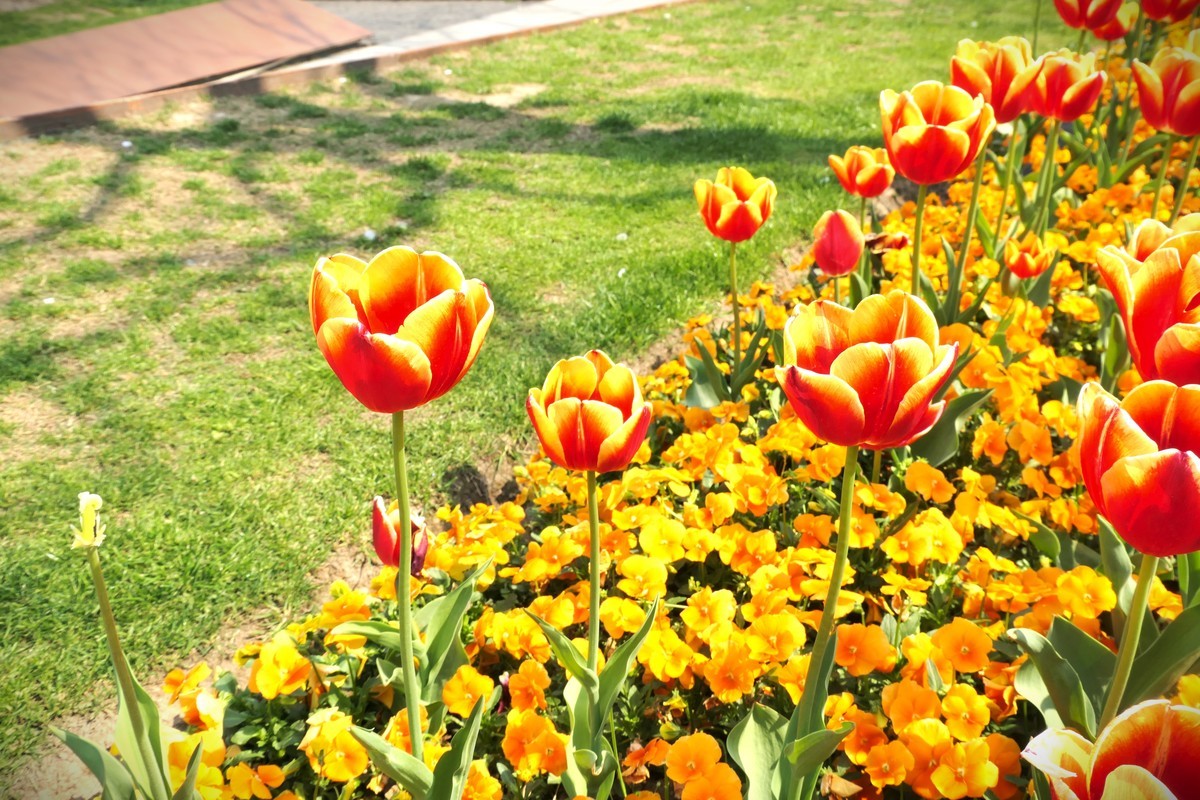 【乐山新春】——摄于上海乐山新村