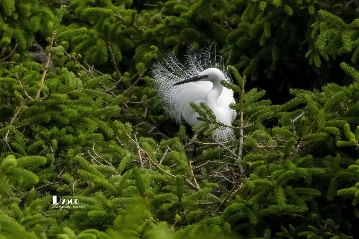 鹭岛里的白鹭（9）