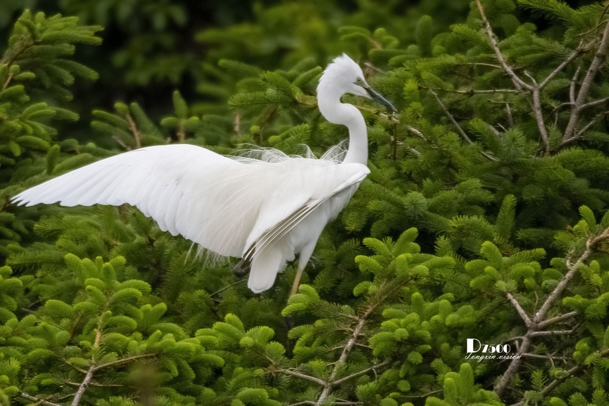 鹭岛里的白鹭（9）