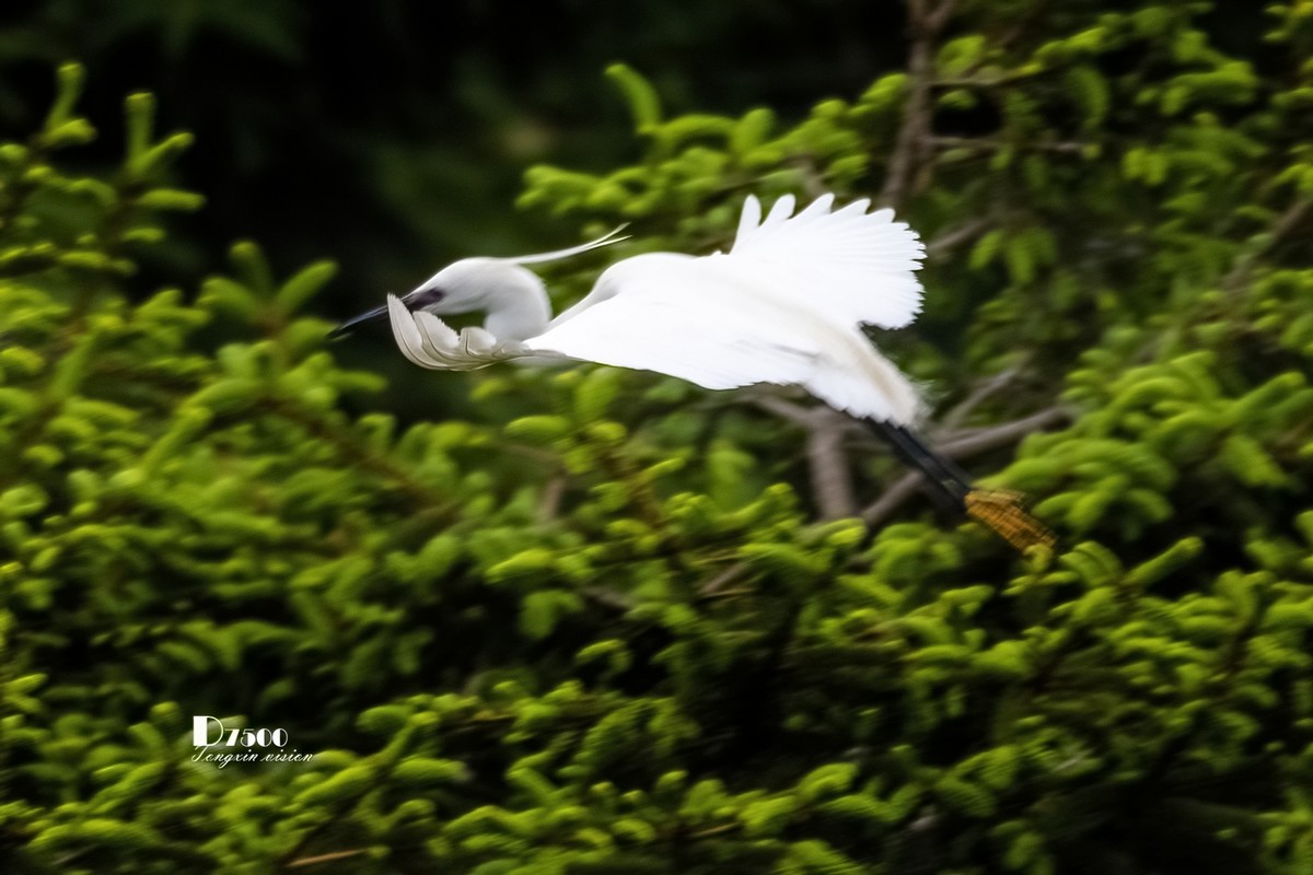 鹭岛里的白鹭（9）