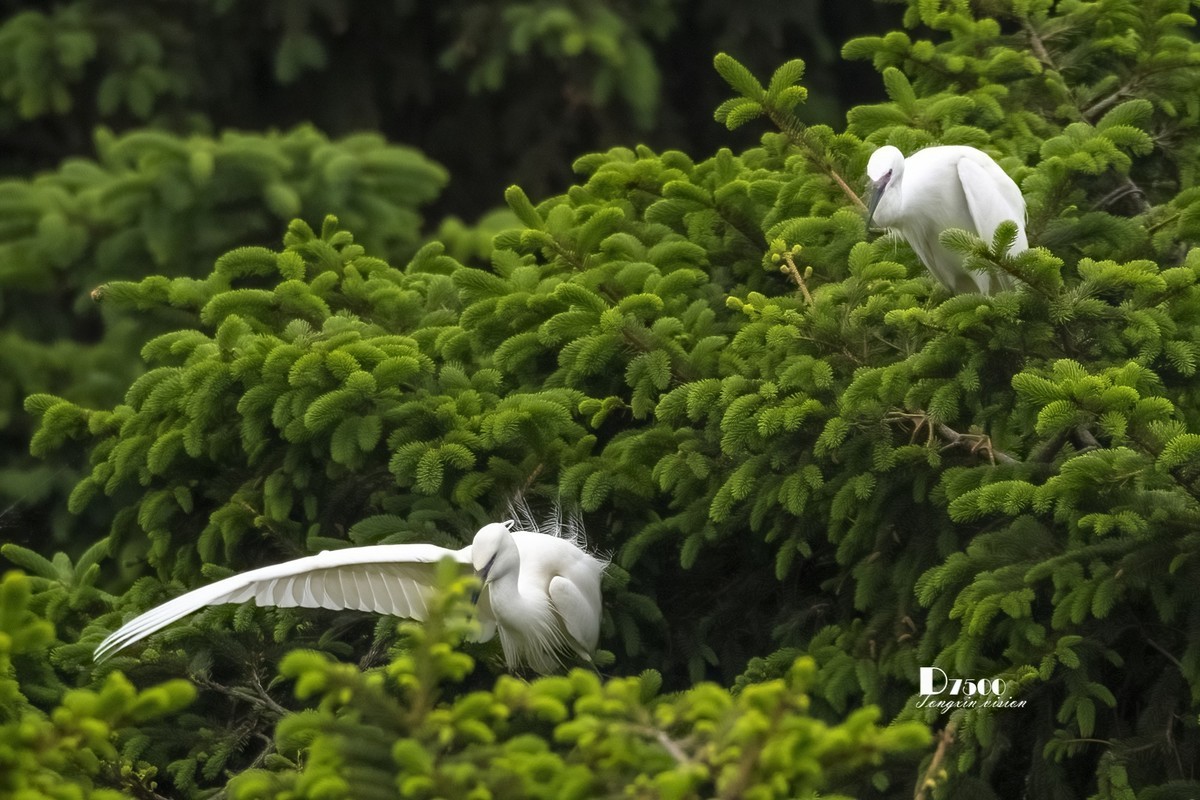 鹭岛里的白鹭（9）