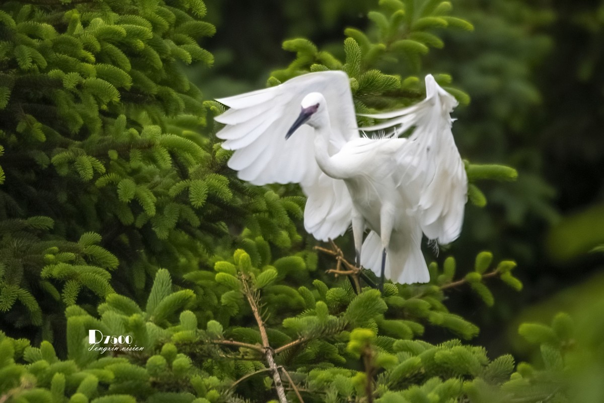 鹭岛里的白鹭（9）
