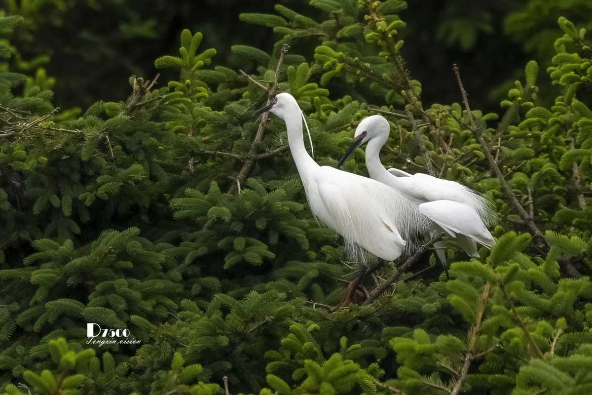 鹭岛里的白鹭（9）