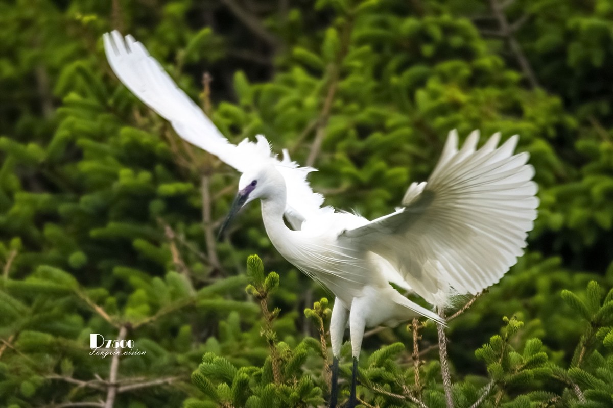 鹭岛里的白鹭（9）