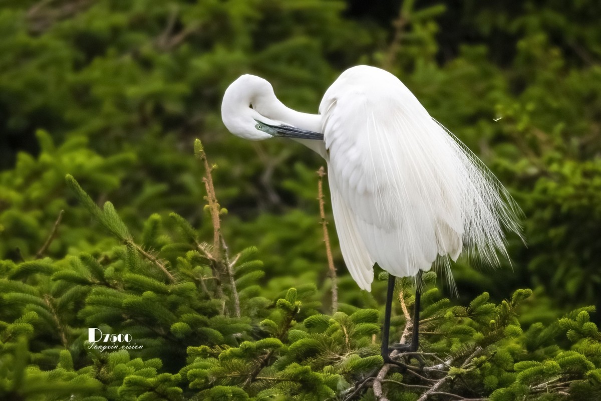 鹭岛里的白鹭（9）