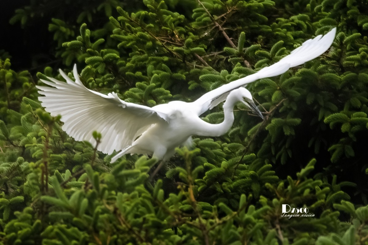 鹭岛里的白鹭（9）