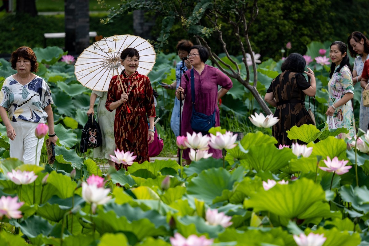 荷塘悦色（10）