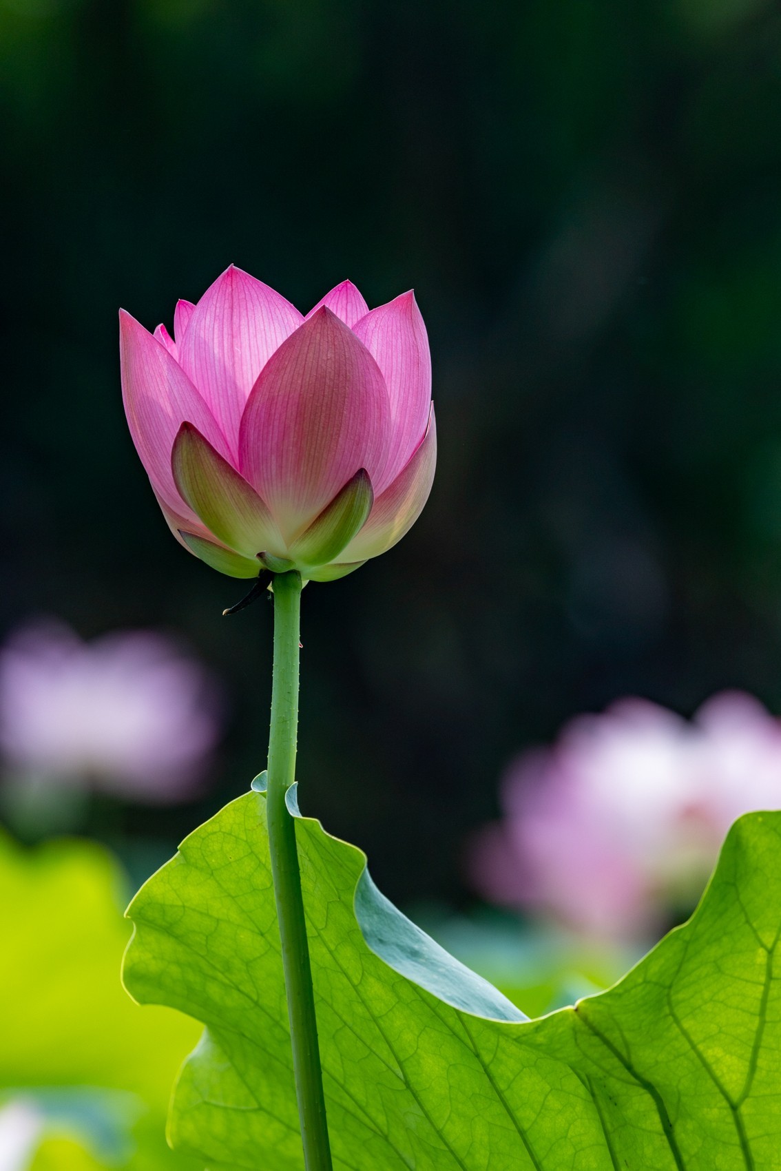 荷塘悦色（10）