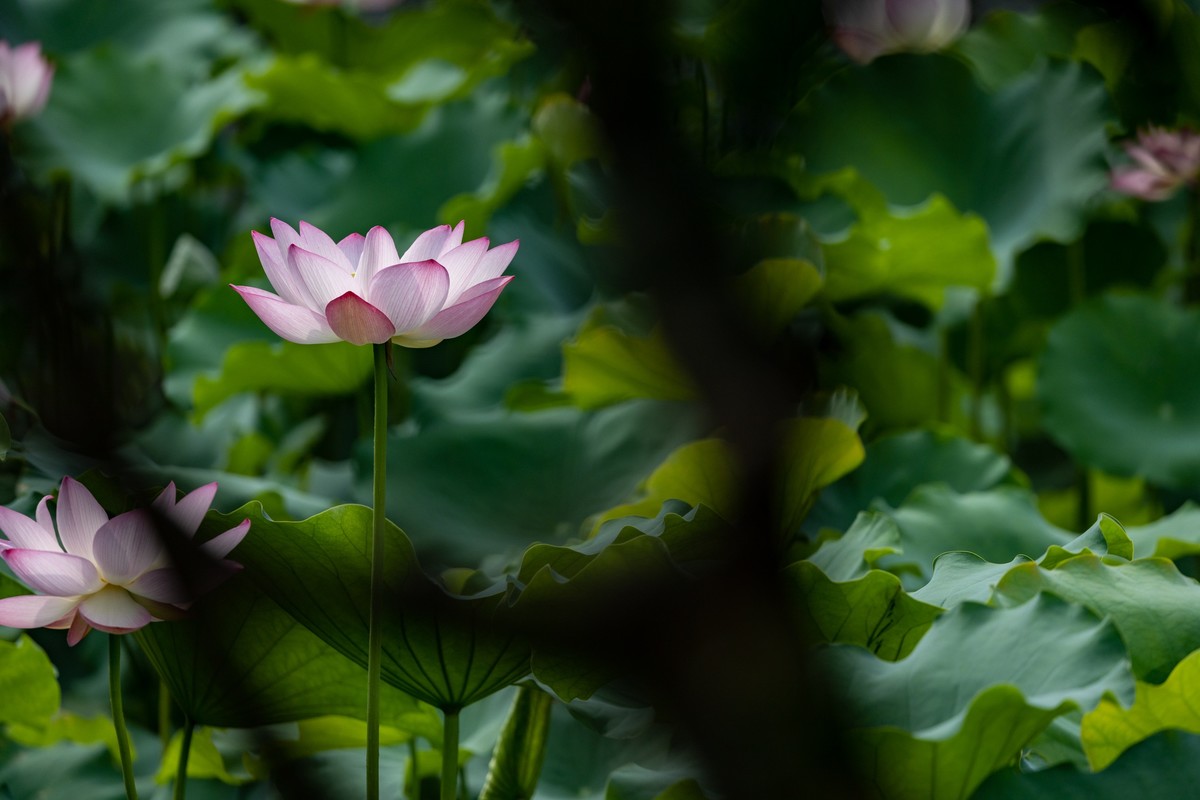 荷塘悦色（10）