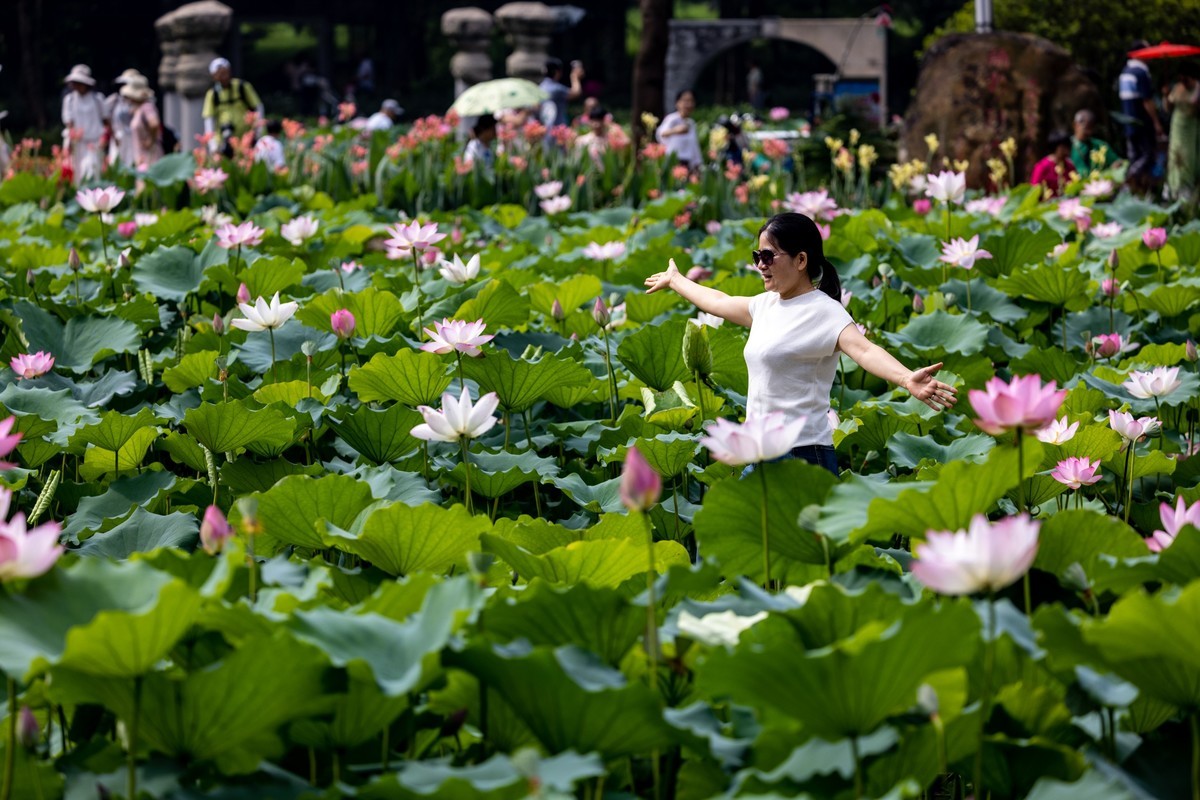 荷塘悦色（10）